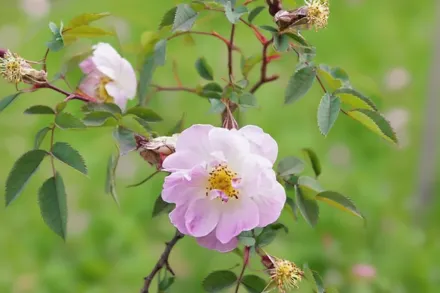 Rosa palustris / Шипшина болотна