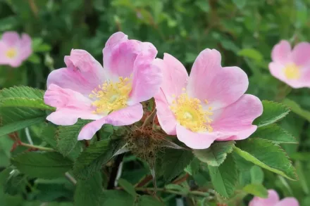 Rosa blanda / Шипшина гладка