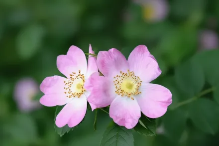 Rosa gymnocarpa / Шипшина голоплідна