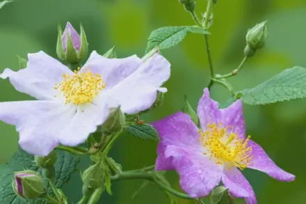 Rosa setigera / Шипшина сетігера