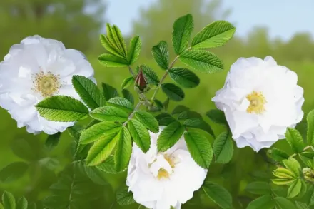 Alba Rosa rugosa / Шипшина зморшкувата Альба