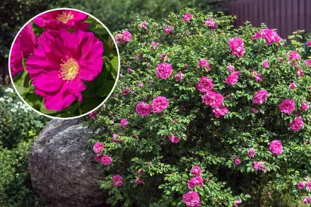 Rosa rugosa / Шипшина зморшкувата