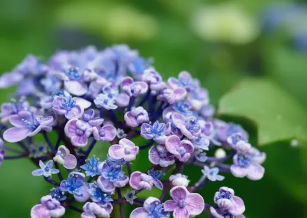 Ayesha Hydrangea macrophylla / Широколиста гортензія Аїша