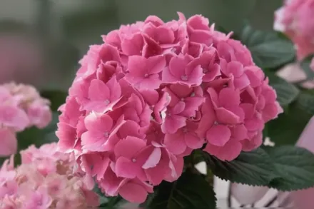 Altona Hydrangea macrophylla / Широколиста гортензія Альтона