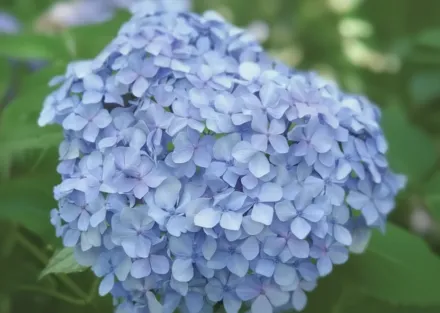 Біг Дедді Широколиста гортензія / Hydrangea macrophylla Big Daddy