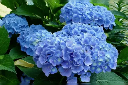 Широколиста гортензія Блу Гевен / Hydrangea macrophylla Blue Heaven