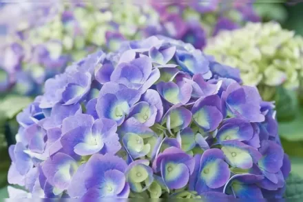 Широколиста гортензія Ендлесс Саммер БлумСтрак / Hydrangea macrophylla Endless Summer BloomStruck