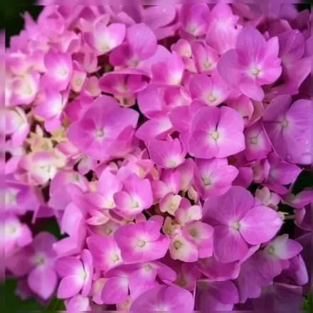 Ендлесс Саммер Оригінал Широколиста гортензія / Hydrangea macrophylla Endless Summer