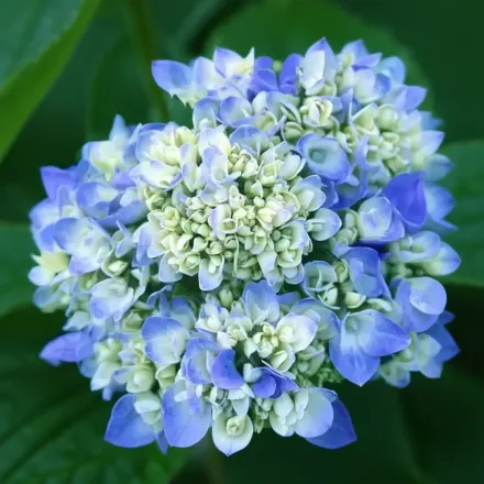 Ендлесс Саммер Широколиста гортензія / Hydrangea macrophylla Endless Summer