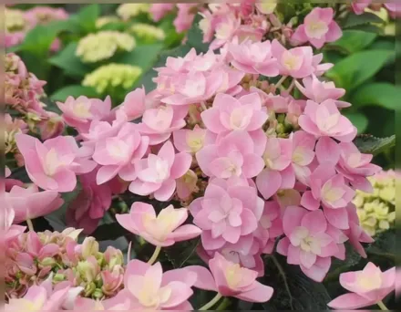 Етерніті Широколиста гортензія / Hydrangea macrophylla Eternity