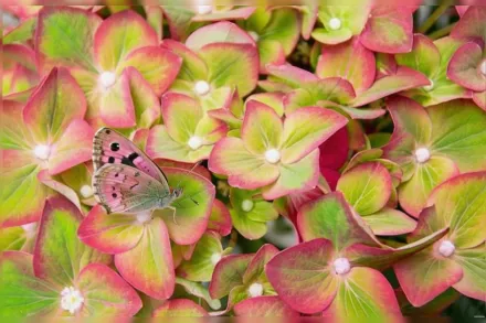 Широколиста гортензія Фісташка / Hydrangea macrophylla Pistachio