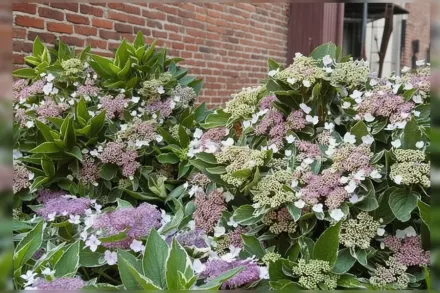 Light-O-Day Hydrangea macrophylla / Широколиста гортензія Лайт-О-Дей