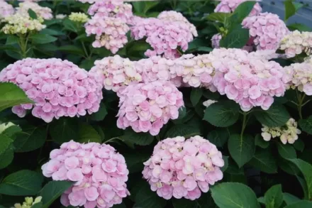Love Hydrangea macrophylla / Широколиста гортензія Лав