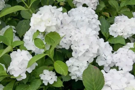 Широколиста гортензія Мадам Еміль Муйєр / Hydrangea macrophylla Madame Emile Mouillere