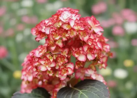 Місс Саорі Широколиста гортензія / Hydrangea macrophylla Miss Saori