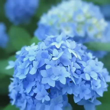 Нікко Блу Широколиста гортензія / Hydrangea macrophylla Nikko Blue