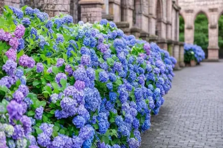 All Summer Beauty Hydrangea macrophylla / Широколиста гортензія Олл Саммер Бюті