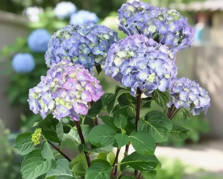 Onyx Peacock Hydrangea macrophylla / Широколиста гортензія Онікс Пікок