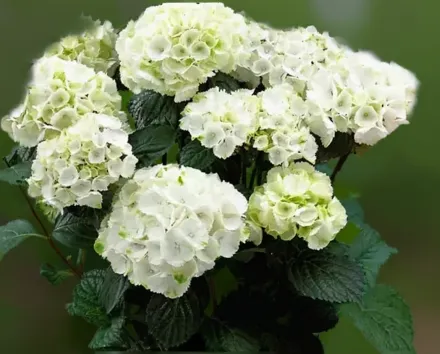 Onyx Zebra Hydrangea macrophylla / Широколиста гортензія Онікс Зебра