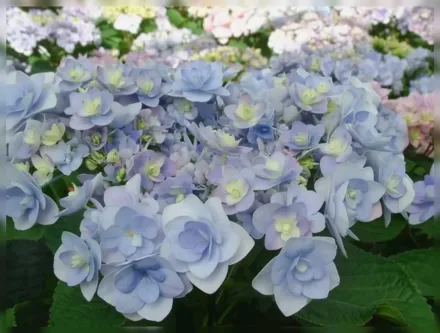 Широколиста гортензія Пешн