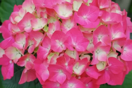 Піа Широколиста гортензія / Hydrangea macrophylla Pia