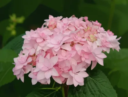 Romance Hydrangea macrophylla / Широколиста гортензія Романс