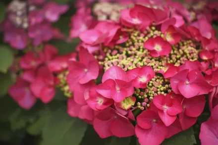 Rotschwanz Hydrangea macrophylla / Широколиста гортензія Ротшванц