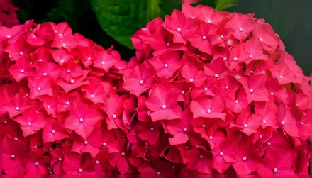Шарм Широколиста гортензія / Hydrangea macrophylla Charm