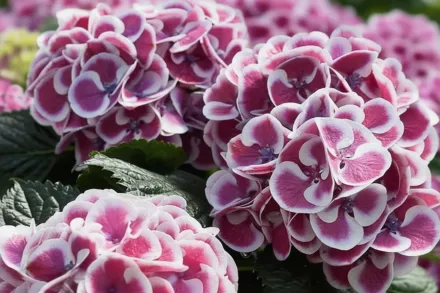 Широколиста гортензія Сітілайн Марс / Hydrangea macrophylla Cityline® Mars