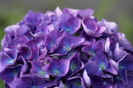 Широколиста гортензія Сітілайн Ріо / Hydrangea macrophylla Cityline Rio