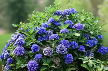 Широколиста гортензія Сітілайн Венеція / Hydrangea macrophylla Cityline Venice