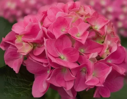 Широколиста гортензія Сітілайн Відень / Hydrangea macrophylla Cityline Vienna