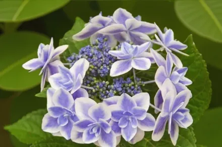 Star Gazer Hydrangea macrophylla / Широколиста гортензія Стар Гейзер