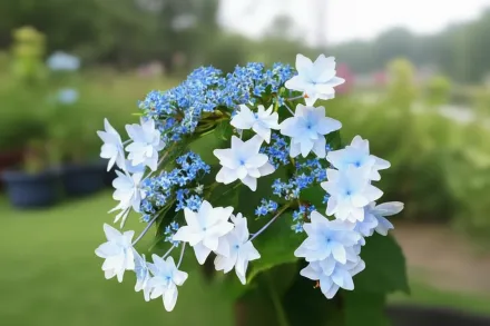 Sumida No Hanabi Hydrangea macrophylla / Широколиста гортензія Суміда Но Ханабі