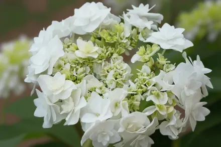 Wedding Gown Hydrangea macrophylla / Широколиста гортензія Веддінг Гаун