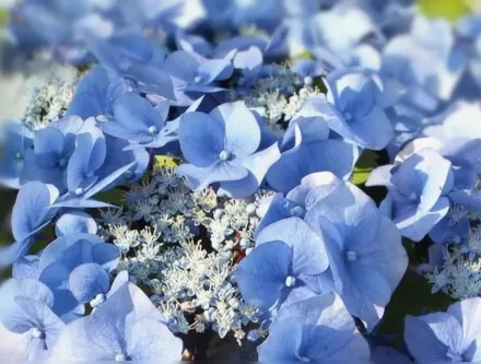 Зорро Широколиста гортензія / Hydrangea macrophylla Zorro