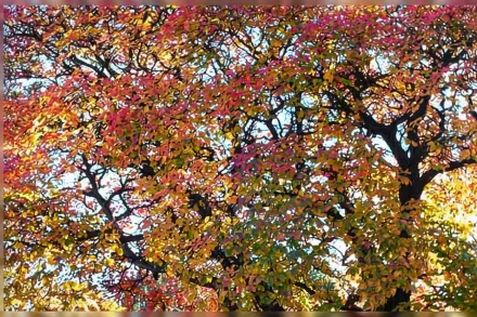 Cotinus obovatus / Скумпія обернено-яйцеподібна