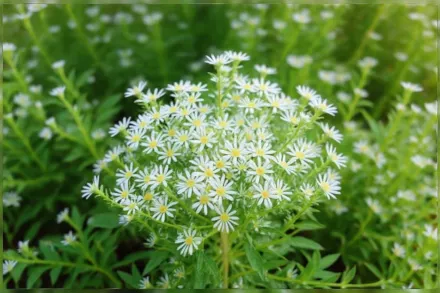 Сланка айстра Сноу Фларрі / Aster ericoides f. prostratum Snow Flurry