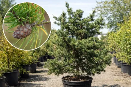 Сосна Банкса / Pinus banksiana