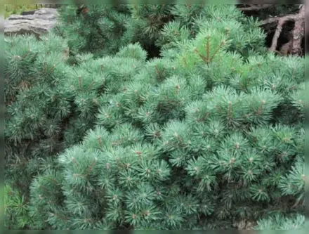 Бевроненсис Сосна / Pinus sylvestris Beuvronensis
