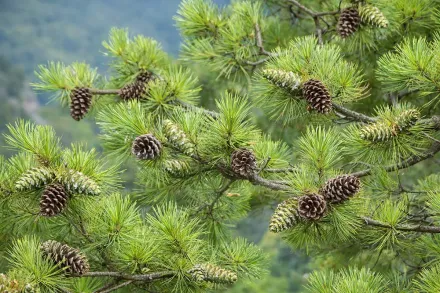 Сосна біла Арманда / Pinus armandii