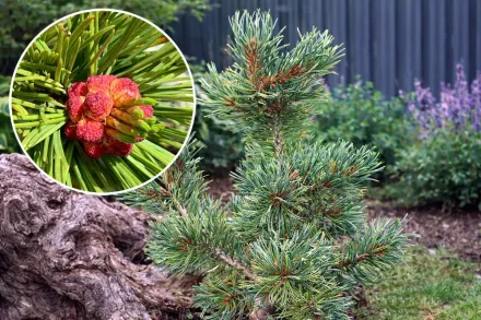 Сосна білокора / Pinus albicaulis