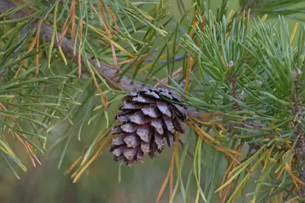 Сосна болотна / Pinus taeda