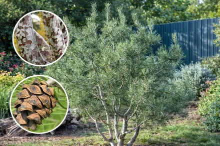 Сосна Бунге