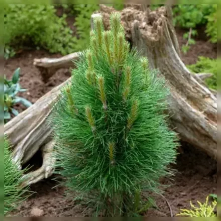 Грін Тауер Сосна чорна / Pinus nigra Green Tower