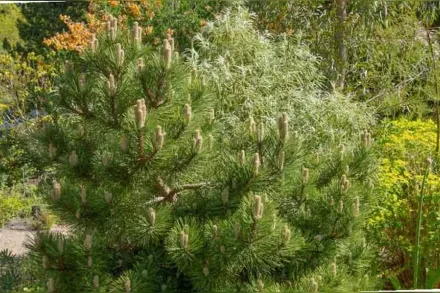 Хельга Сосна чорна / Pinus nigra Helga