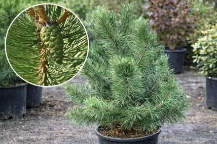 Сосна чорна / Pinus nigra