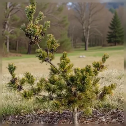 Голділокс Сосна дрібноквіткова / Pinus parviflora Goldylocks