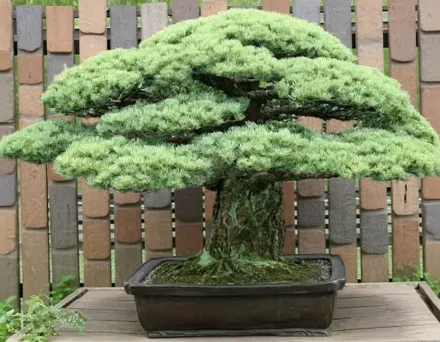 Міяджіма Сосна дрібноквіткова / Pinus parviflora Miyajima