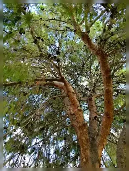 Сосна ельдарська / Pinus eldarica